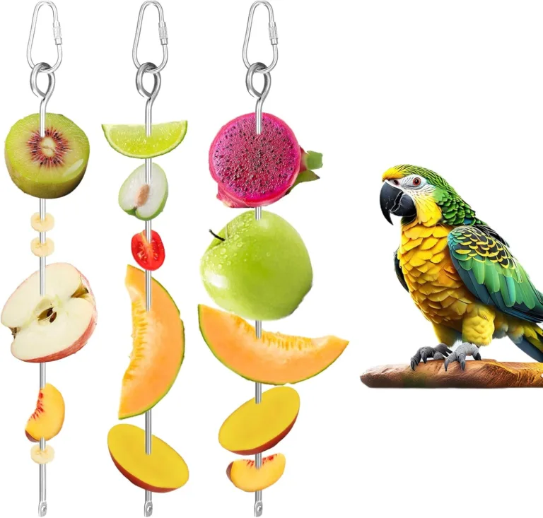 bird food holder for parrots_best_review_1750615646