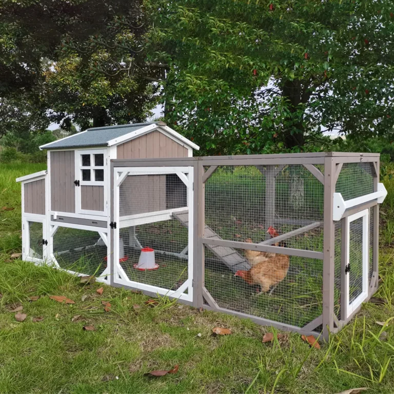 portable chicken coop for backyard_best_review_1751125521