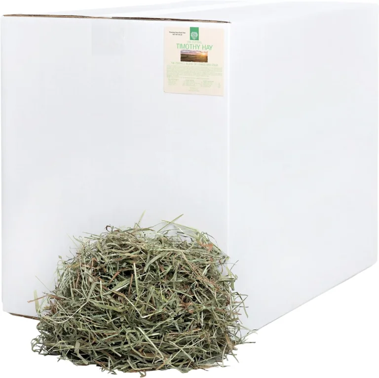 best timothy hay for rabbits guinea pigs_best_review_1753255485