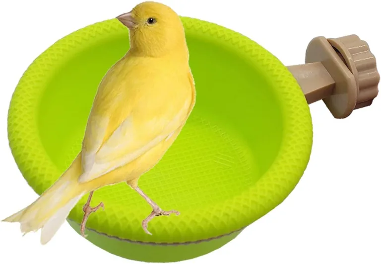 bird bath for parakeets canaries finches_best_review_1752935984