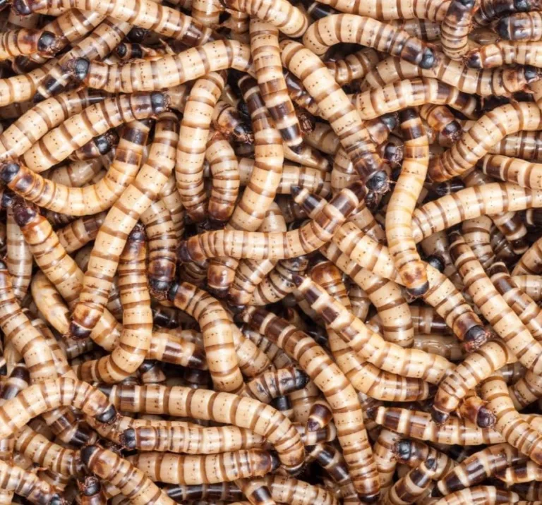 live superworms for reptiles_best_review_1751743174